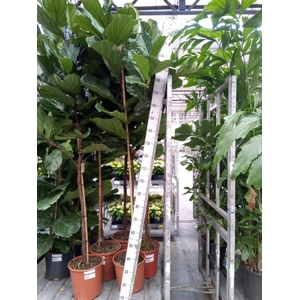 Ficus lyrata