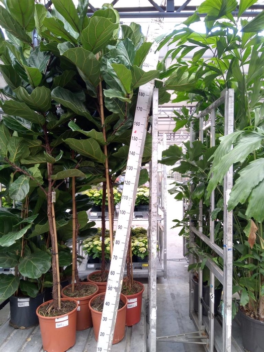 <h4>Ficus lyrata</h4>