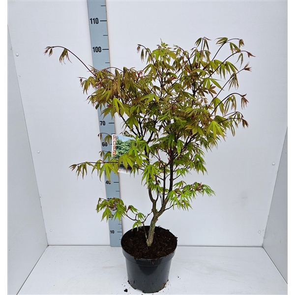 <h4>Acer palmatum 'Osakazuki'</h4>