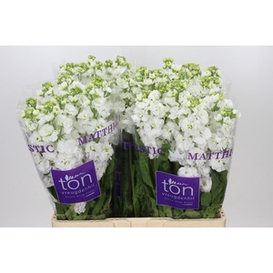 Matthiola incana StoX White