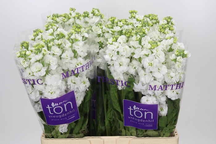 <h4>Matthiola incana StoX White</h4>
