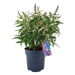 Buddleja Butterfly Candy Little Pur