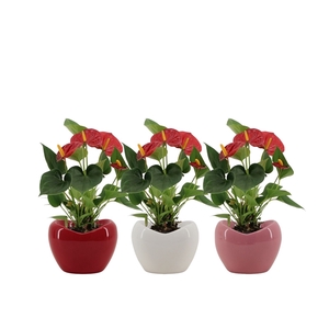 Anthurium Diamond Red in Paris mix ceramics