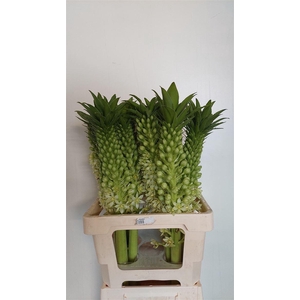 Eucomis Ov