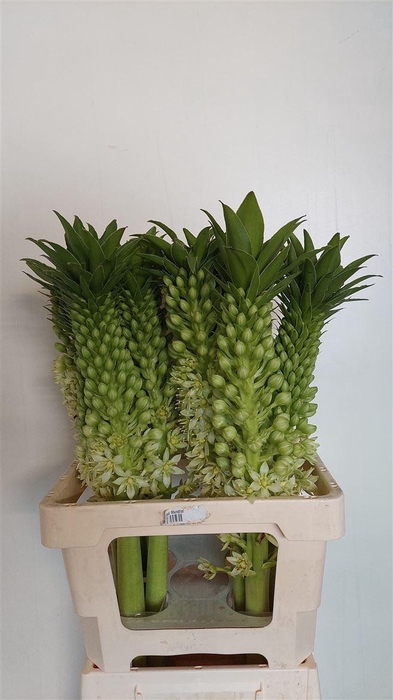<h4>Eucomis Ov</h4>