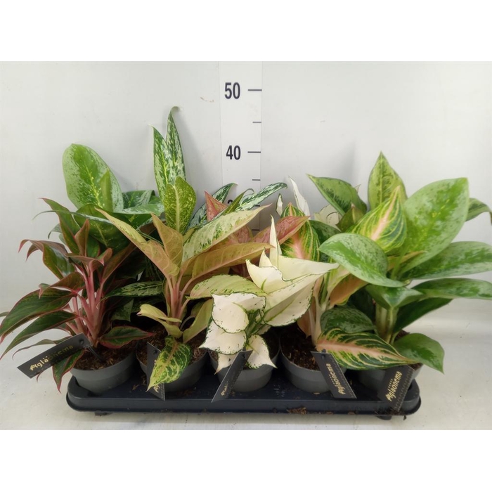<h4>Aglaonema   ...</h4>