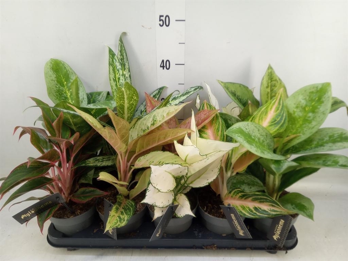 <h4>Aglaonema ...</h4>