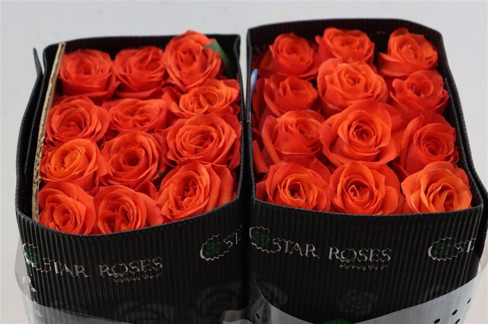 <h4>R Gr Garfield+</h4>