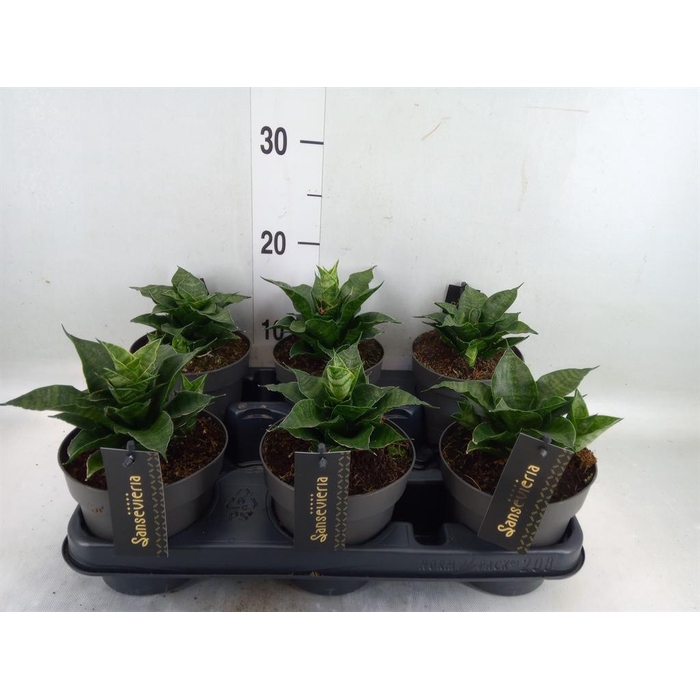 <h4>Sansevieria cyl.  ...</h4>