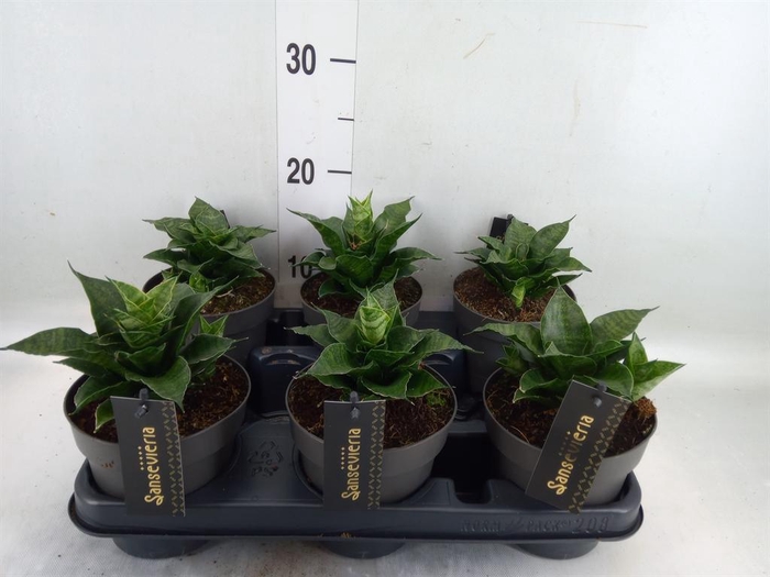 <h4>Sansevieria cyl. ...</h4>