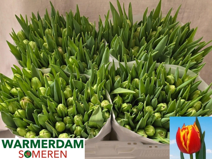 <h4>TU DU CROSSFIRE</h4>