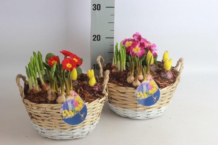 <h4>ARR BOL KNOLGEWAS</h4>