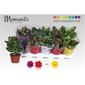 Kalanchoe blossfeldiana gevuld gemengd 4 kleuren