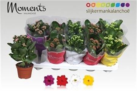 <h4>Kalanchoe blossfeldiana gevuld gemengd 4 kleuren</h4>