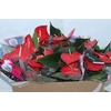 ANTHURIUM QUERIDA P15