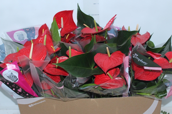 ANTHURIUM QUERIDA P15