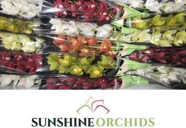 <h4>CYMB MI GEM</h4>