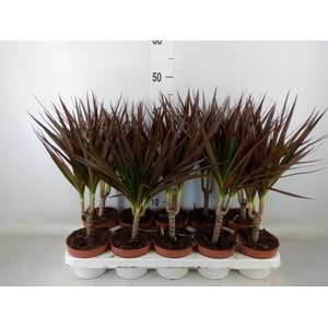 Dracaena marg. 'Magenta'