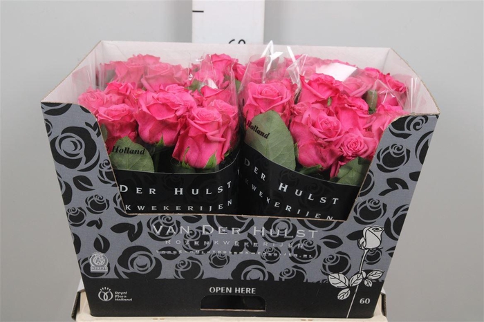 <h4>R Gr Kiss Me Kate</h4>