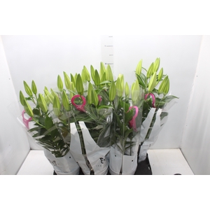 LIRIO P16 ROSA