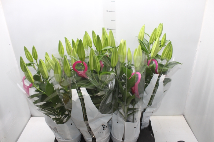 <h4>LIRIO P16 ROSA</h4>