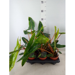 Philodendron billietiae