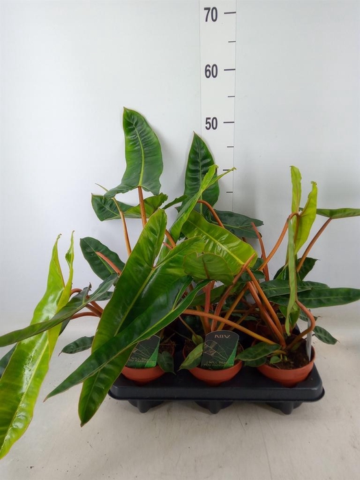 <h4>Philodendron billietiae</h4>