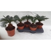 arr8 Cycas Revoluta