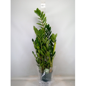Zamioculcas zamiifolia