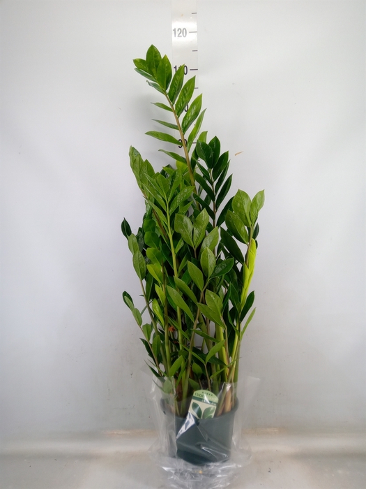 <h4>Zamioculcas zamiifolia</h4>