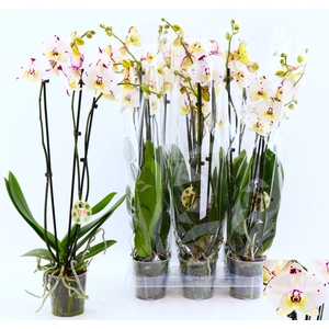 PHAL OV