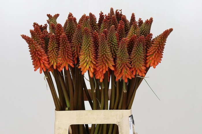 <h4>Kniphofia Alcazar</h4>