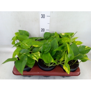 Epipremnum pinn. 'Aureum'
