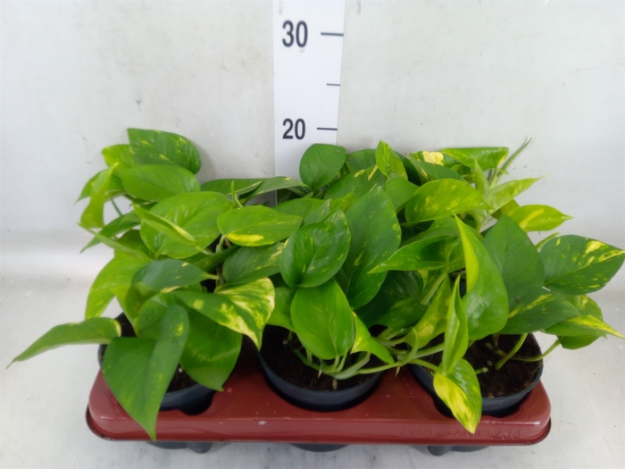 <h4>Epipremnum pinn. 'Aureum'</h4>