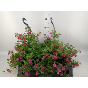 Calibrachoa  'Minifam Dbl Hot Pink'