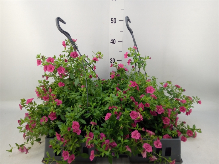 <h4>Calibrachoa  'Minifam Dbl Hot Pink'</h4>