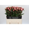 Paeonia Nick Shaylor