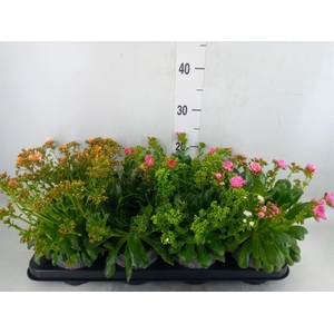 Lewisia cot. 'Rocky Colors'   ..mix