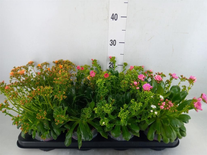 <h4>Lewisia cot. 'Rocky Colors' ..mix</h4>