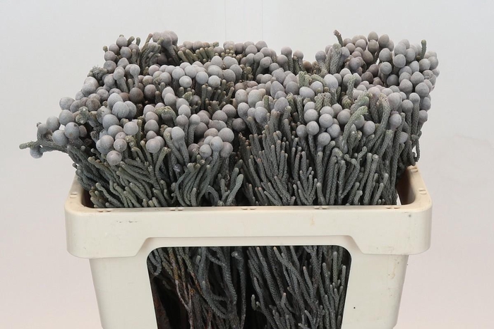 <h4>BRUN LAEVIS</h4>