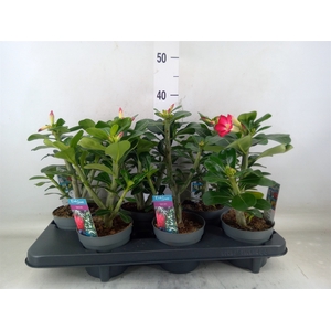 Adenium obesum 'Anouk'