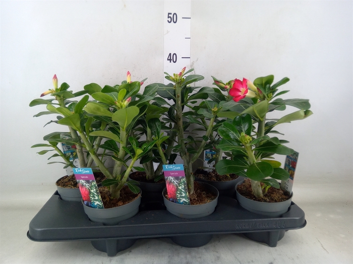 <h4>Adenium obesum 'Anouk'</h4>
