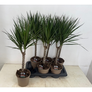 DRA MARGINATA