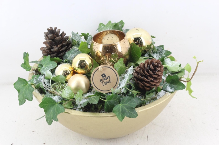 <h4>arr2 PL - Gold ebbi schaal 1 bolwax</h4>