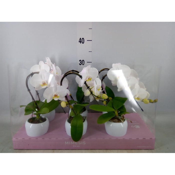 <h4>Phalaenopsis ...white</h4>