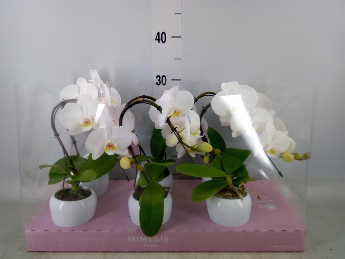 <h4>Phalaenopsis   ...white</h4>