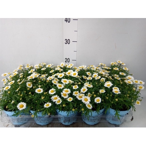 Argyranthemum  'La Rita Comp White'