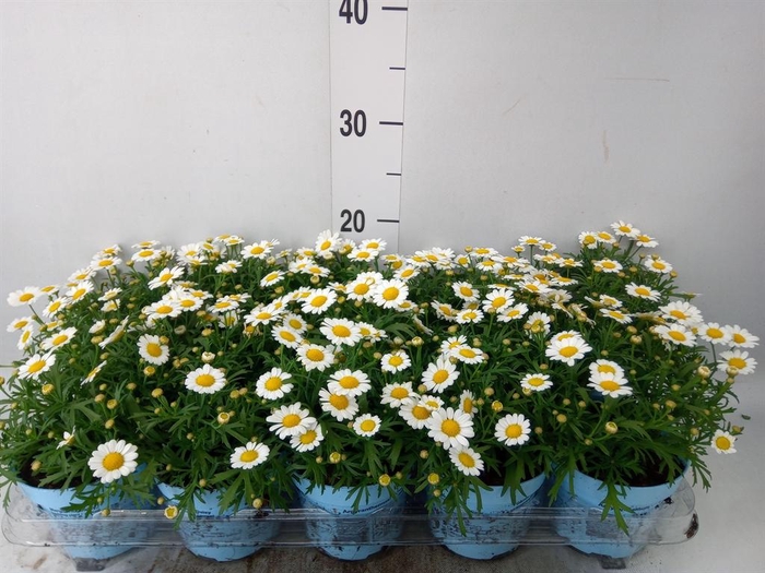 <h4>Argyranthemum  'La Rita Comp White'</h4>