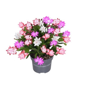 Schlumbergera Quattrolore