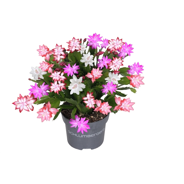 <h4>Schlumbergera Quattrolore</h4>